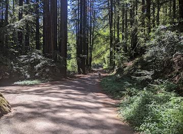 california/bay-area/attraction/reinhardt-redwood-regional-park