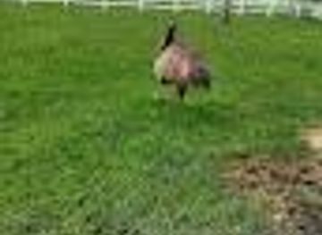 florida/sebring/attraction/river-ranch-petting-farm