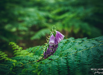 belgium/campine-kempen/attraction/lanklaarderbos