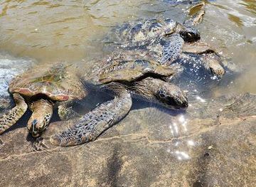 indonesia/bali/attraction/deluang-sari-turtle-conservation-center