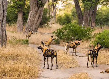 Moremi Game Reserve