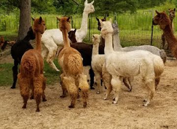mississippi/the-pine-belt/attraction/a-stroka-gene-us-alpacas