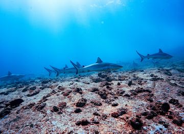 seychelles/port-glaud/attraction/udive-centre-mahe