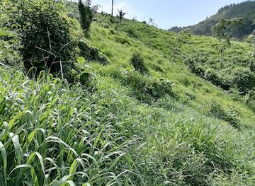 honduras/rio-platano-biosphere-reserve/attraction/rancho-flores-de-aguacate