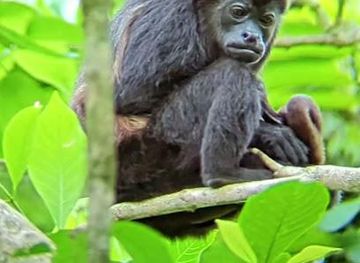 Mundo de Perezosos - Sloth and Monkey Tour