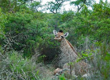 south-africa/eastern-cape/attraction/simbonga-game-reserve-and-sanctuary-warriors-of-wildlife-sanctuary