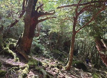 japan/yakushima/attraction/tsujitoge