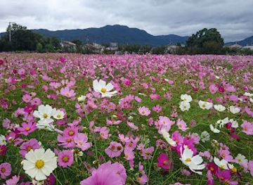 japan/chikuzen/attraction/hirabaru-historical-park