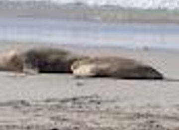 australia/kangaroo-island/attraction/seal-bay-beach