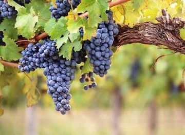 california/napa/attraction/madonna-estate-winery