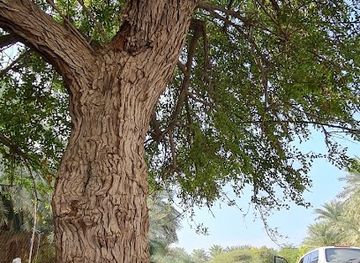 united-arab-emirates/jebel-jais/attraction/oud-sultan