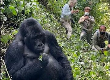 uganda/entebbe/attraction/gorilla-uganda-safari-bookings