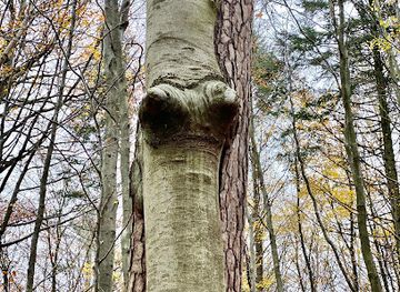 poland/sopot/attraction/pomnik-przyrody-lesni-kochankowie