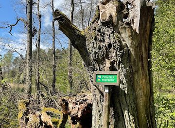 poland/masurian-lake-district/attraction/dab-pomnik-przyrody