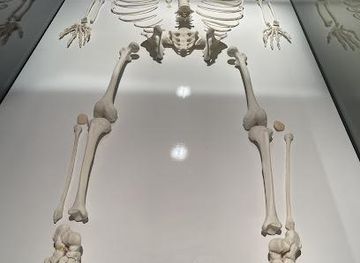 kentucky/henderson/attraction/bodies-the-exhibition