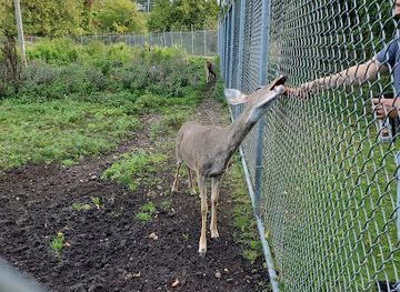 michigan/harbor-springs/attraction/harbor-springs-deer-park