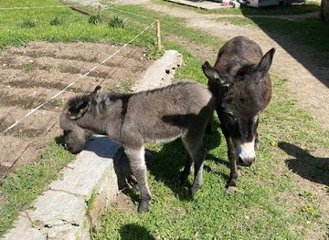 romania/harghita/attraction/sura-cu-magarite