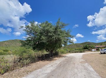 curacao/playa-kenepa/attraction/tree-of-life
