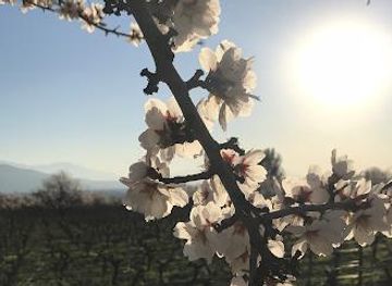 chile/rancagua/attraction/vina-antiyal