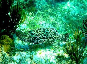 mexico/cozumel/attraction/coral-reef