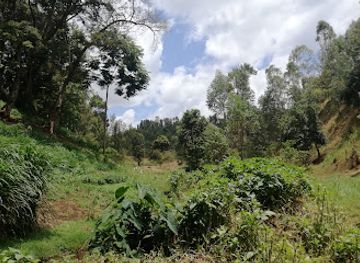 kenya/eastern-region/attraction/kerugoya-urban-forest