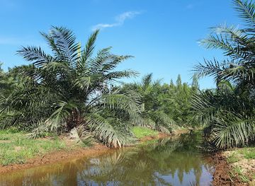 thailand/surat-thani/attraction/suan-palm-tha-thrai