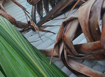 maldives/haa-dhaalu-atoll/attraction/faru-odi-lafaa-magu