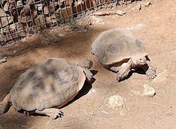 portugal/albufeira/attraction/krazy-world