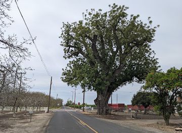 california/modesto/attraction/california-s-oldest-largest-walnut-tree