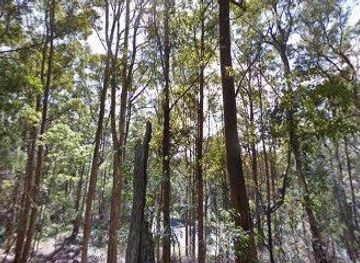 australia/brisbane/attraction/d-aguilar-national-park-southern