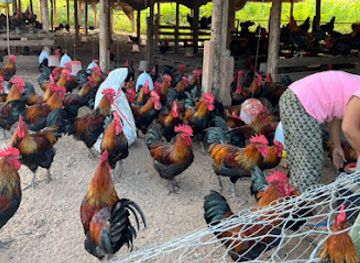 myanmar-burma/hsipaw/attraction/sin-na-ga