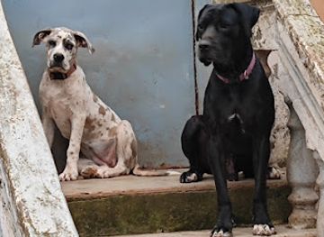 cameroon/bimbia-beach/attraction/douala-eda-wildlife-reserve