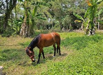 thailand/krabi/attraction/krabi-horse-riding
