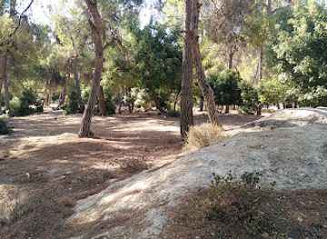 jordan/dibeen-forest/attraction/dubai-forest-chalets