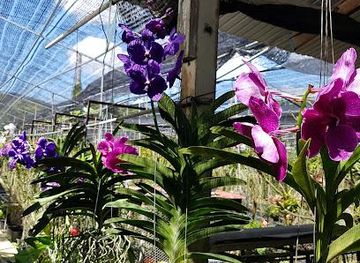 thailand/phuket/attraction/phuket-orchid-farm