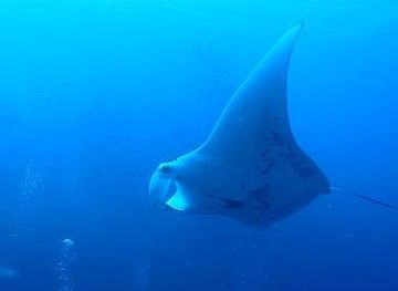 palau/koror-town/attraction/german-channel