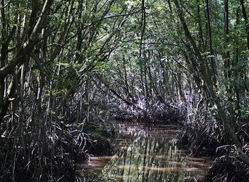 brunei/temburong-district/attraction/pulau-selirong