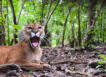 costa-rica/san-jose/attraction/rescate-wildlife-rescue-center