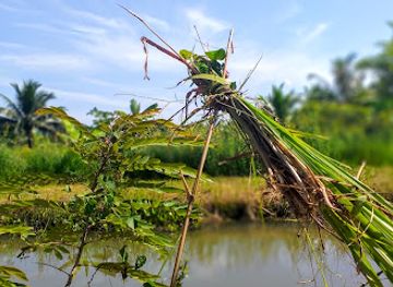 thailand/nakhon-si-thammarat/attraction/nananu