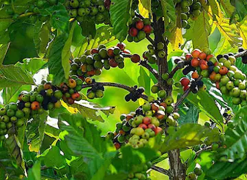 Labi Coffee Farm