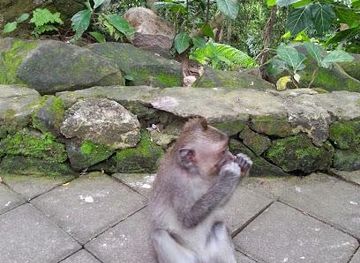 indonesia/bali/attraction/botanic-garden-ubud