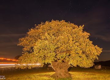 united-kingdom/montgomeryshire/attraction/the-brimmon-oak