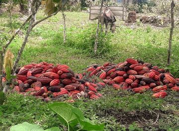 ecuador/coastal-lowlands/attraction/afrodisiak-solo-cacao-plantacion