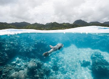 cook-islands/rarotonga/attraction/ocean-toa-cook-islands
