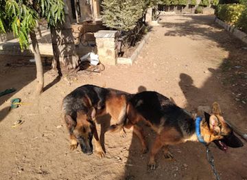 nigeria/kurra-falls/attraction/petlove-kennels