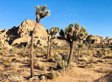 california/joshua-tree/attraction/boy-scout-trail