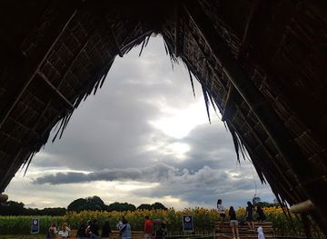 philippines/northern-mindanao/attraction/sunflower-farm