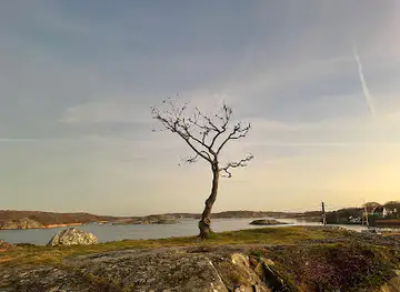 Brännö trädet