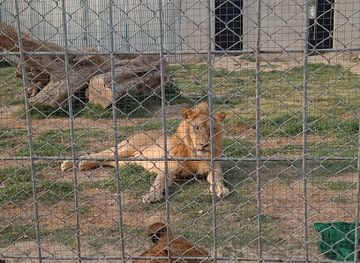 pakistan/sialkot/attraction/green-apple-mini-zoo-sialkot