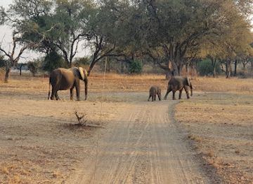 zambia/south-luangwa-national-park/attraction/lion-camp-south-luangwa-national-park